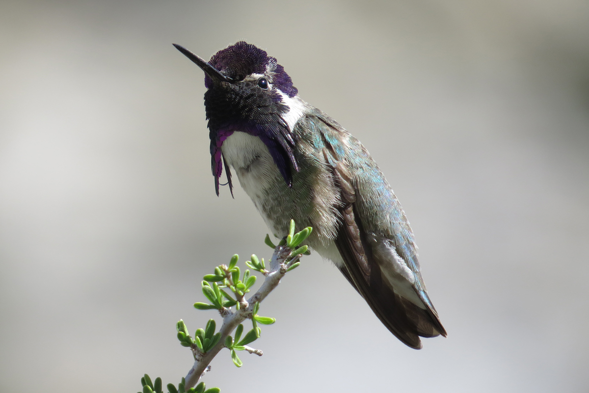 Costa's hummingbird in the Mojave National Preserve