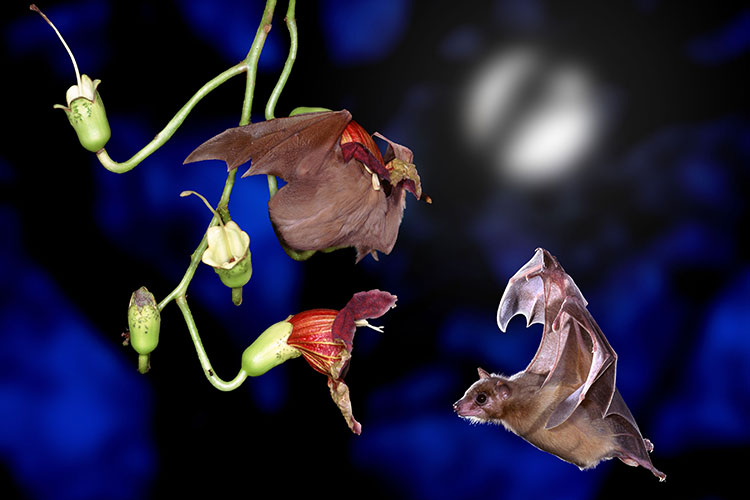 Two fruit bats interact with a plant