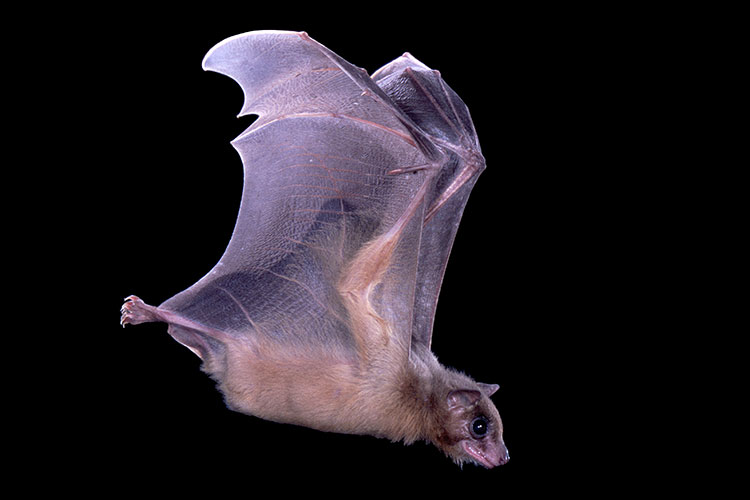 A photo of a flying Egyptian fruit bat against a black background