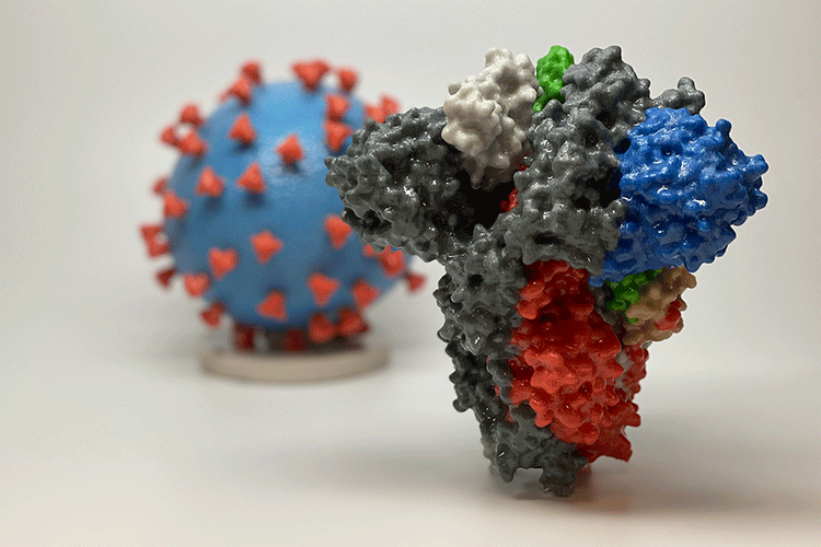 A photo shows a 3D-printed model of a SARS-CoV-2 spike protein, with a model of the full SARS-CoV-2 virus in the background