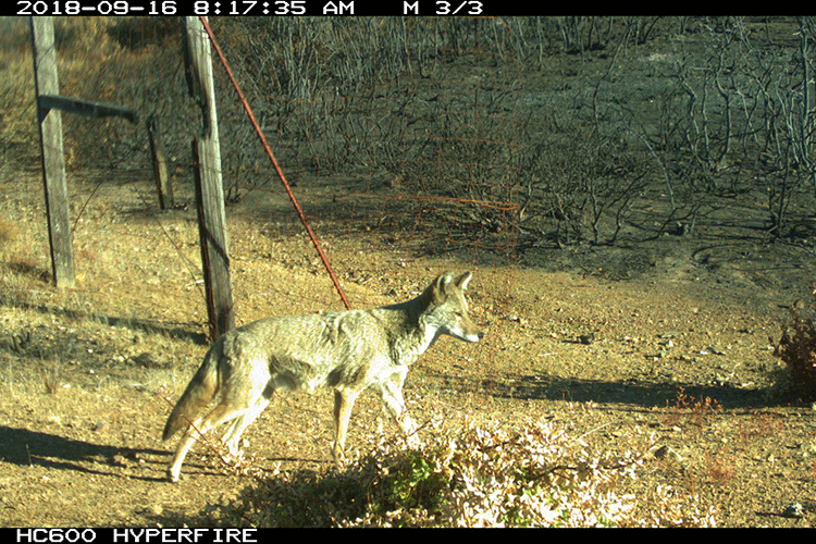 A camera trap photo shows a coyote exploring a charred landscape