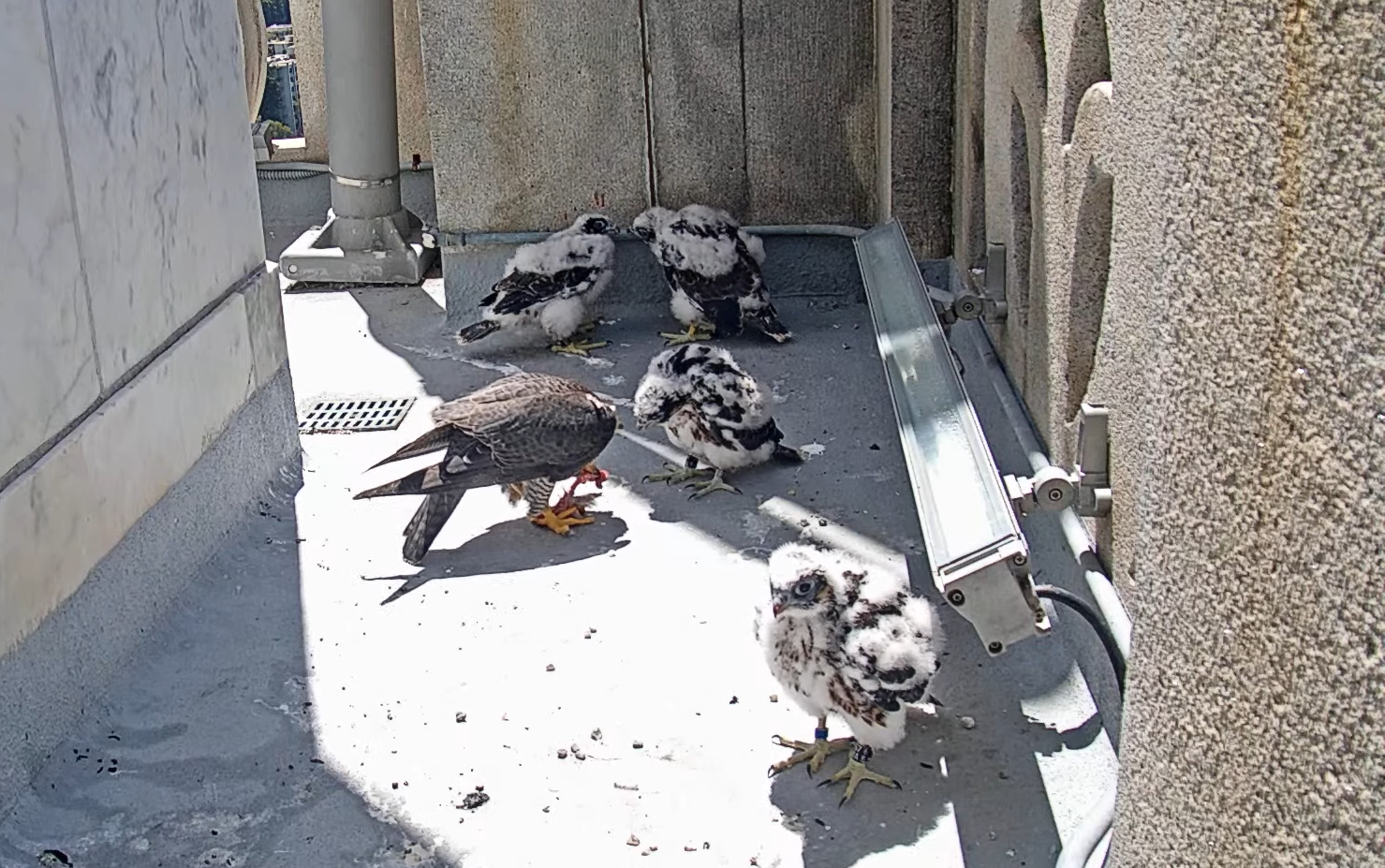 Annie (left) feeds Eclipse, Aurora (back left) and Sol touch beaks, and Knox, fed, is in the front.