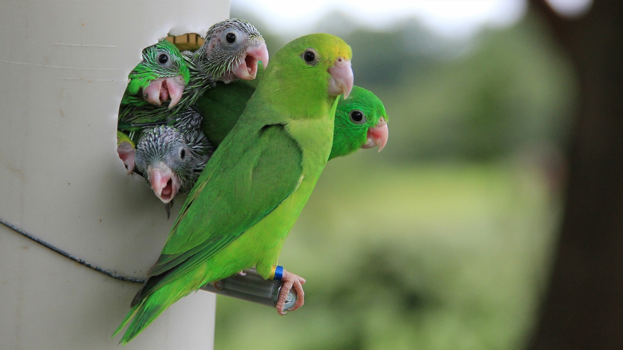 A small green parrot stands at the entrance to an artificial nest box, which is constructed from a wide PVC pipe. Five parrotlet babies stick their heads out of the nest entrance.