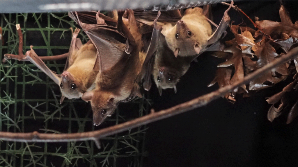 A group of four, brown fruit bats hanging upside down from a metal grid with a branch in view.