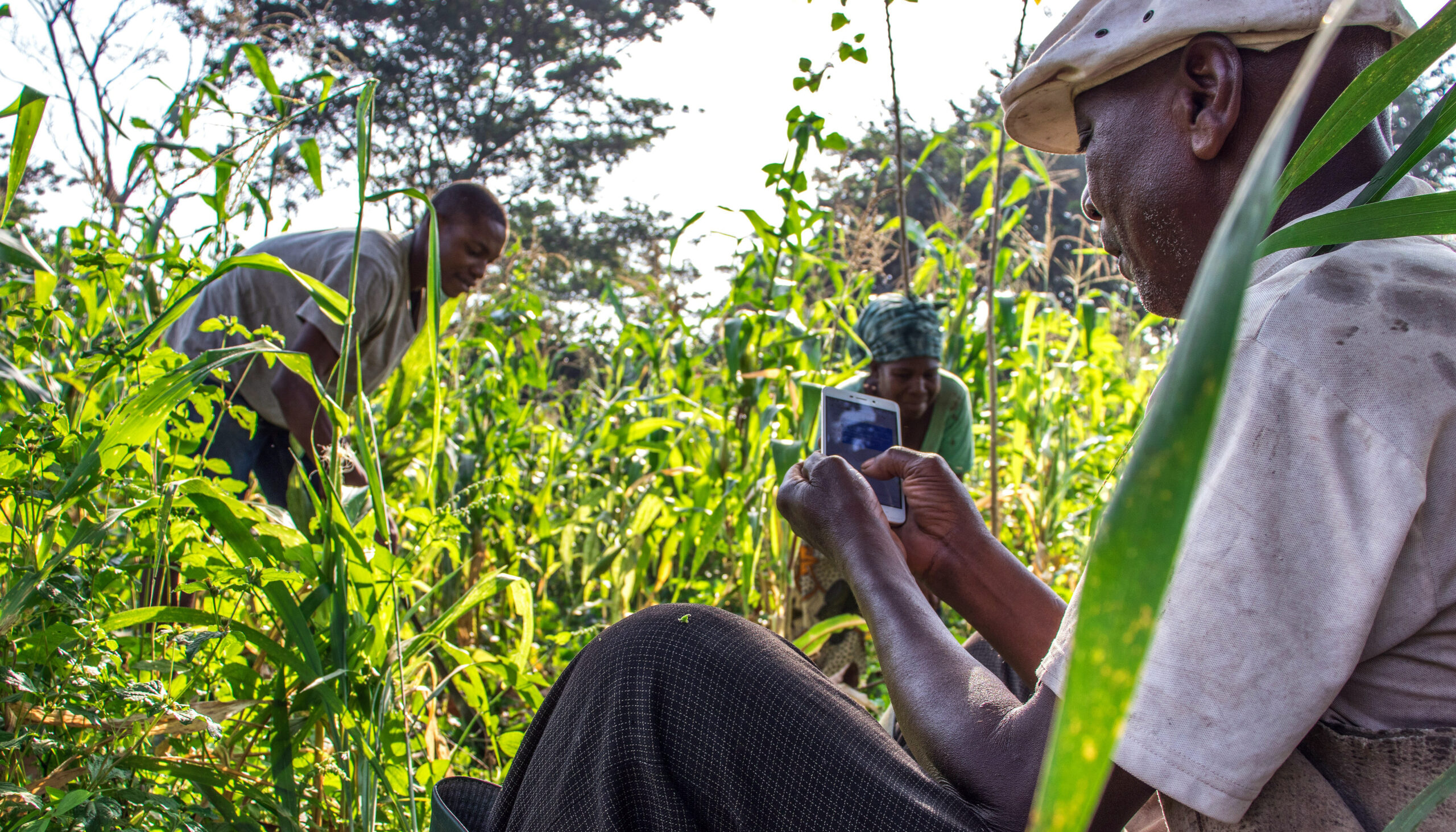 A Togolese farmer wearing a cap sits among tall corn plants, studying a smart phone, while a young man and a woman work among the plants.