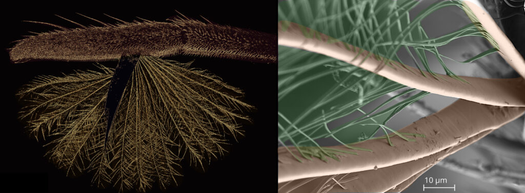 a furry insect leg with a claw and feathered fan attached, next to photo of pink and green barbs