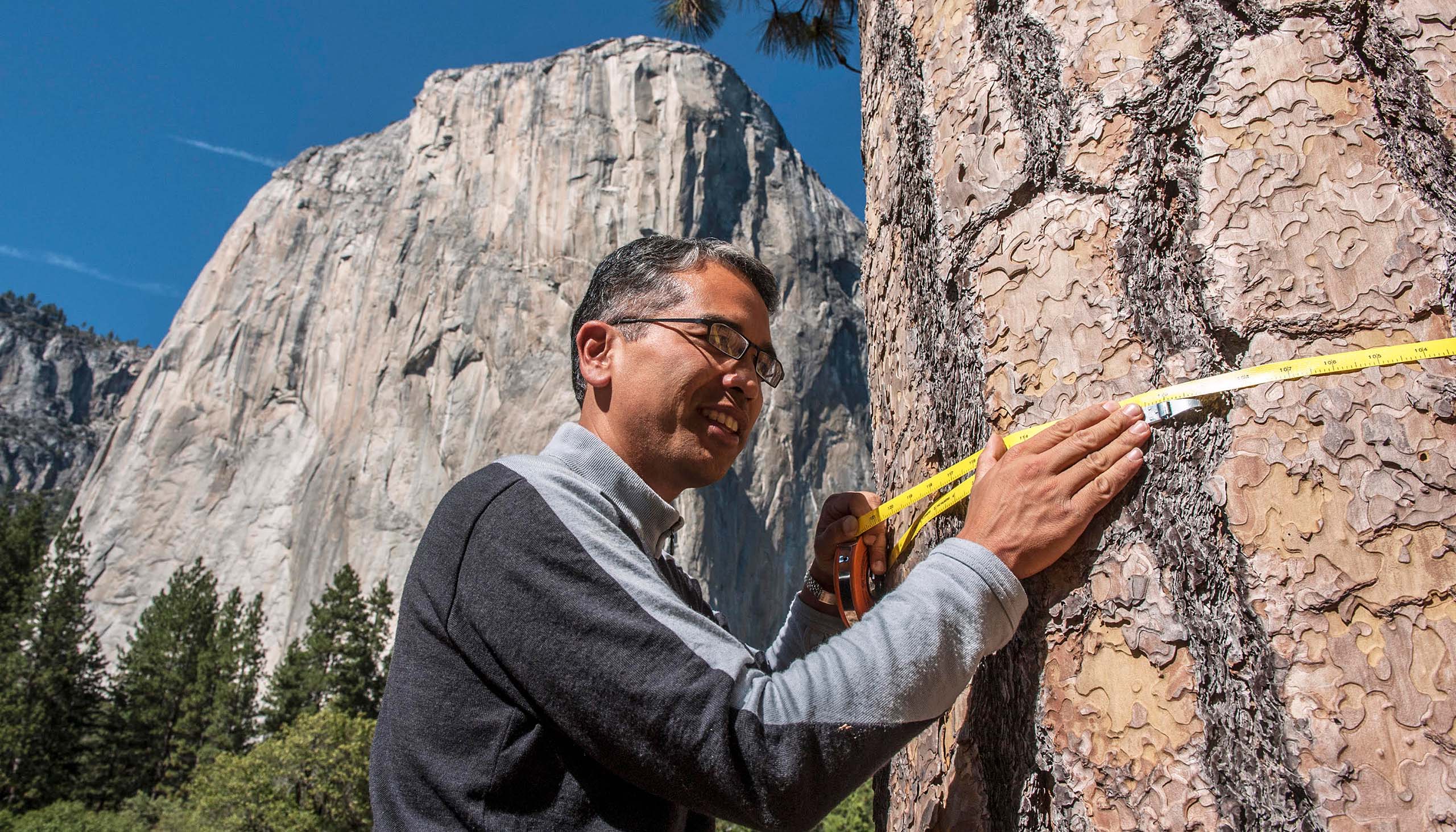 A person holds a measuring tape against a massive tree with Yosemite’s El Capitan peak visible in the background.