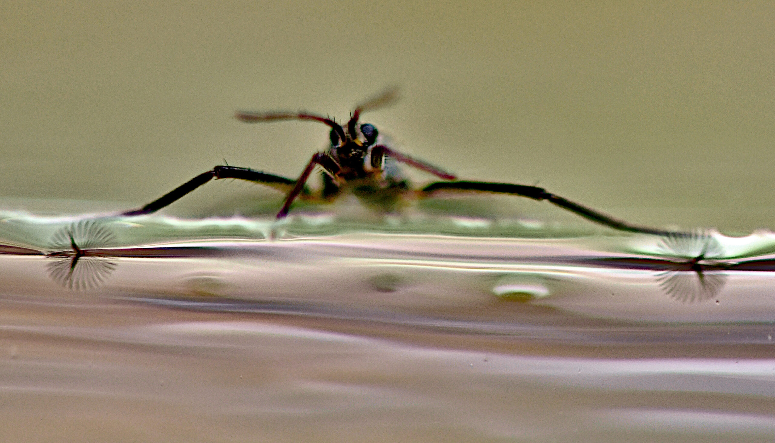 an insect with legs outstretched on the surface of water, showing fan-like feet