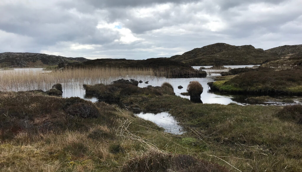 a wintry pond with weeds surrounded by grasses