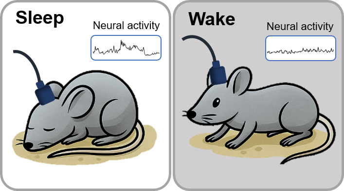 drawings of s sleeping and awake mouse with brain wave recordings superimposed