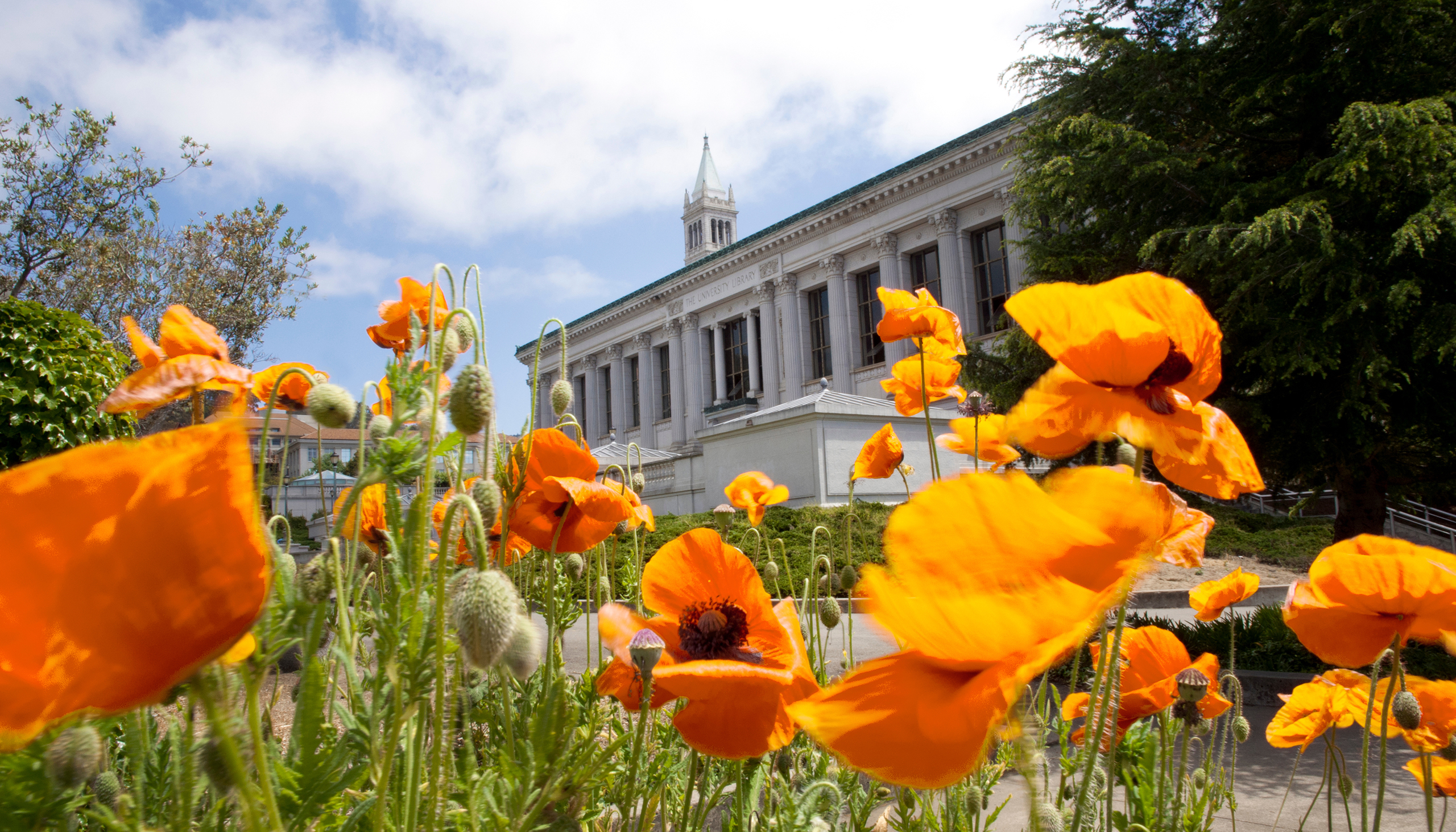 a view of doe library and the campanile through a field of bright orange poppies