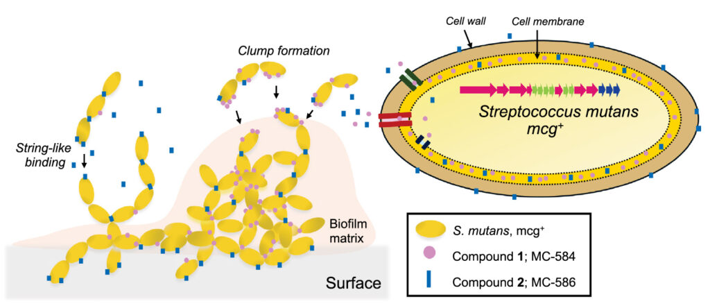 yellow ovals, representing bacteria, clump and form strands connected by colored dots, accompanied by a closeup of a single oval